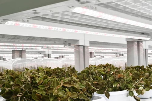金線蓮的功效、價值與技術開發前景